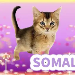 【 ソマリ 】美しさと可愛らしさの競演!視線を釘付けにする美麗なにゃんこが登場!