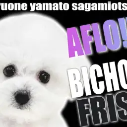 【 ビションフリーゼ 】愛嬌MAXの純白美少女！抜け毛が少ないアフロ犬の魅力！