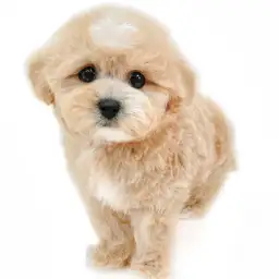 MIX（マルチーズ×トイプードル）