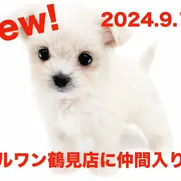 【 MIX 】新たに仲間入り！チワワとマルチーズのMIXチワマルの女の子！！