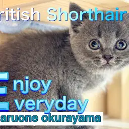 【 ブリティッシュショートヘア 】はじめまして！鼻ちゅうトレーニングでご挨拶！！