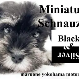 【 ミニチュアシュナウザー 】人気急上昇!ブラック&シルバーのおひげわんこ!