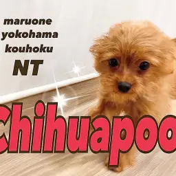 【 MIX 】1人遊びも得意!楽しいお散歩&幼稚園デビュー