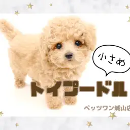 【 トイプードル 】これぞTHEトイプードル!小さめサイズの男の子