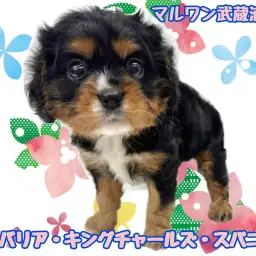 【 キャバリア 】超希少なブラック&タンカラーの男の子が埼玉に登場！！