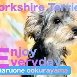 【 ヨーキー 】3回目のワクチンが終了！もうすぐ始まるお散歩デビューが楽しみ！