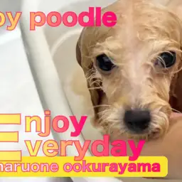 【 トイプードル 】爆毛のアプリコットちゃんを洗ったら、やっぱり凄かった!!