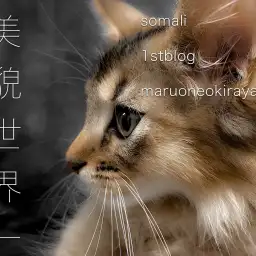 【 ソマリ 】美貌世界一！！キュンギャップ多めのエレガントキャット！