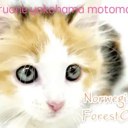 【 ノルウェージャンフォレストキャット 】北欧の風!美しきヒーリングキャット!