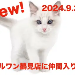 【 ラグドール 】新たに仲間入り！サファイアブルーの瞳が可愛い男の子！！