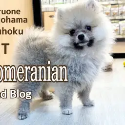 【 ポメラニアン 】生後75日！第2弾 ポメスマイルで生活習慣トレーニング中