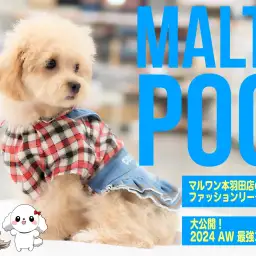 【 激カワ MIX 】カットもワクチンも終わってアメカジ女子に変身したマルプー!