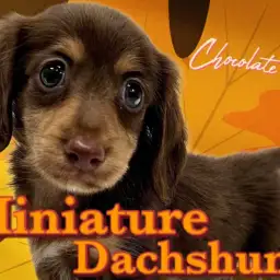 【  ミニチュアダックスフント 】濃厚なチョコレートカラーに包まれたプリンセス