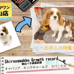 【 キャバリア 】城山っ子成長報告!2024年9月26日〜お手入れ特集〜