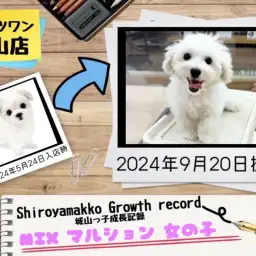 【 MIX 】マルションの城山っ子成長報告!2024年9月20日