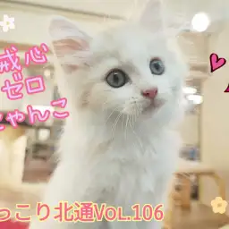 【 ほっこり北通Vol.106 】へそ天ゴロン！甘えん坊なノルくん登場！