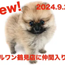 【 ポメラニアン 】新たに仲間入り！オレンジ色の女の子！！