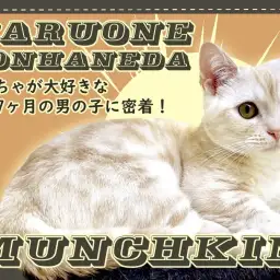 【 マンチカン 】おもちゃが大好きな生後7ヶ月のクリームタビーの男の子に密着!