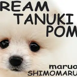 【 ポメラニアン 】白系のクリーム色!たぬきポメ、あざらしポメの男の子が可愛い!