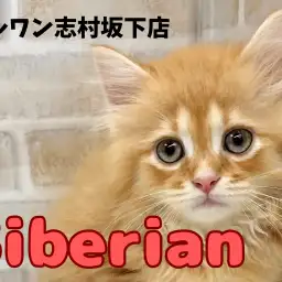 【 サイベリアン 】夕日のような存在感！超甘えん坊なサイベリアンくんが登場！