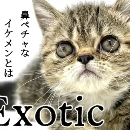 【 エキゾチック 】鼻ぺちゃなイケメンとは僕のことです!