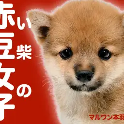 【 豆柴 】生後60日で体重1kg未満の赤毛の女の子がマルワン本羽田店に登場!