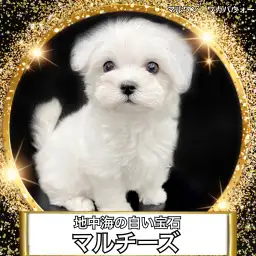 【 マルチーズ 】小さくて真っ白な地中海の宝物マルチーズ