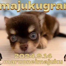 【 イマジュクグラム 】目ヂカラ最強!チョコタンカラーの小さめチワワが聖地に登場