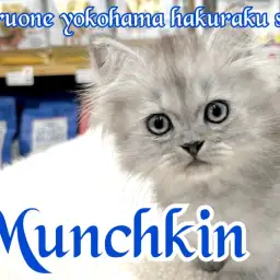 【 マンチカン 】実は運動神経抜群！猫界のスポーツカーの異名を持つ短足マンチカン