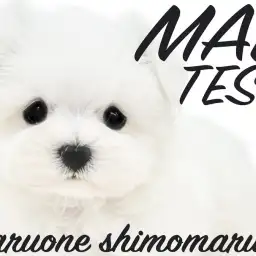 【 マルチーズ 】垂れ目が可愛すぎる癒し系!小さめサイズのドワーフ体型にも注目!