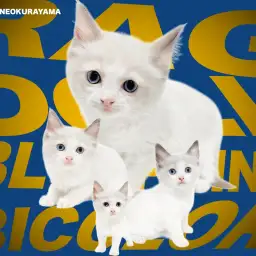 【 ラグドール 】神秘的なブルーの瞳のハチワレぬいぐるみキャット！