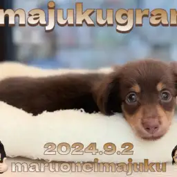 【 イマジュクグラム 】困り顔に癒されるチョコタンダックスの男の子！