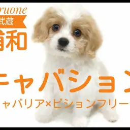 【 キャバリア×ビション 】ぬいぐるみ感満載!存在感抜群な超レアMIXが登場!