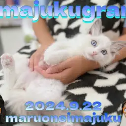 【 イマジュクグラム 】ヘソ天抱っこもできる甘えん坊なラグドールちゃま最新動画！