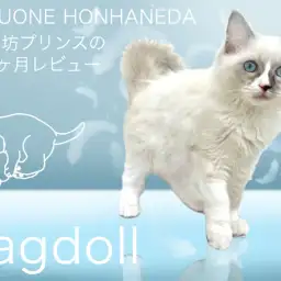 【 ラグドール 】抱き心地抜群ニャンコ！生後4ヶ月の甘えん坊な男の子！