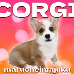 【 コーギー 】初心者必見！白いマフラーと靴下がおしゃれな胴長短足の女の子！