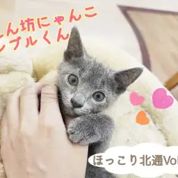 【  ほっこり北通Vol.110 】最強甘えん坊にゃんこロシブルくん登場！
