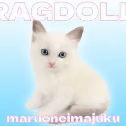 【 ラグドール 】初心者必見！ブルーポイントバイカラーの目ヂカラ最強な温厚ガール！
