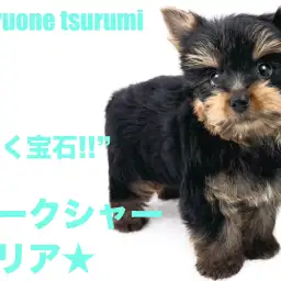 【 ヨークシャーテリア 】毛色の変化がとても楽しみな男の子!!