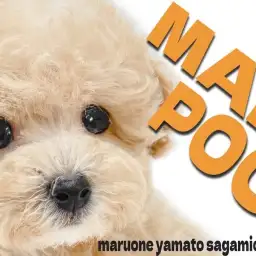 【 マルプー 】小柄な小型犬との生活を夢見る方に送る可愛く飼いやすい逸材MIX