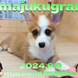 【 イマジュクグラム 】環境馴れバツグンな胴長短足のコーギーちゃま！最新動画付き