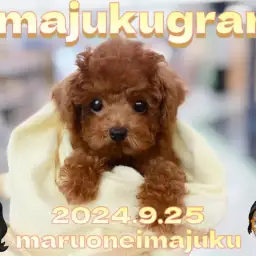 【 イマジュクグラム 】生後3ヶ月体重634g!甘えん坊トイプードルちゃま最新動画!