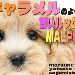 【 MIX 】キャラメルの様な甘いルックスが愛らしい!癒し系のマルプーがキタ!