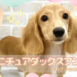 【 ミニチュアダックスフント 】皆のアイドルダッちゃん!ついにお散歩デビュー!