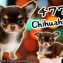 【 チワワ・ロングコート 】小さめサイズ!大人気のチョコタンチワワ女の子が登場!