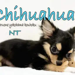 【 チワワ 】行動範囲が広がり毎日楽しくトレーニング頑張る4ヶ月のチワワ君