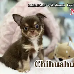 【 チワワ 】大人気チョコレートカラーのムチコロチワワくんがやってきた!