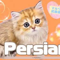 【 ペルシャ 】上品なゴールドの被毛を纏う超超美形キャットが降臨！