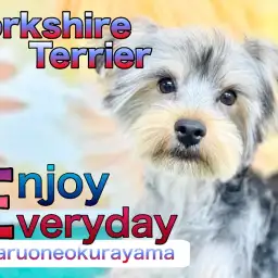 【 ヨーキー 】陽気で明るい性格は誰にも負けない！優しい温厚な男の子！