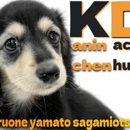 【 カニンヘンダックスフント 】甘えん坊な性格の女の子!小柄なサイズの短足ボディ